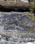 American Dipper 2191